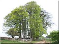 Trees near Bemborough Farm