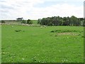 Grassland on the edge of Braehead Moss