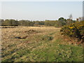 Looking NE over Romany Ridge Common