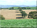 Line of trees near Llannefydd