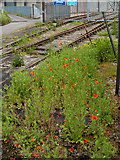 TA0824 : Patch of Poppies by the Railway by David Wright