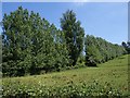 Poplars near Adscombe