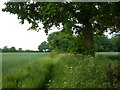 Footpath west of Parliament Heath