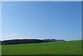 Grazing lands and forest at Stockmuir