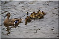 A proud mother on the Rochdale Canal