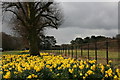 SJ4282 : Daffodils at Speke Hall by Graham Hogg
