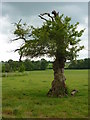 TL9442 : Tree near Edwardstone church by Andrew Hill