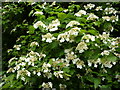 TL9441 : Guelder Rose in flower by Andrew Hill