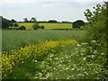 TL9441 : Open fields west of Sherbourne Street by Andrew Hill
