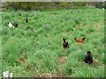 Free range hens, Cliviger