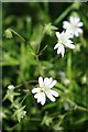 Greater Stitchwort