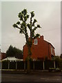 Heavily pruned lime tree