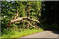 Fallen Tree on Church Lane, Plummers Plain, Sussex