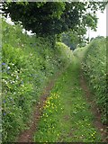 ST1913 : Footpath near Willand by Derek Harper