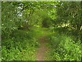 Footpath in Blacklands Wood