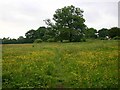 Meadow north of Bickenhill Road, Marston Green