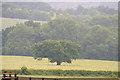 SK4942 : Tree in field by David Lally
