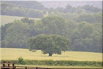 SK4942 : Tree in field by David Lally