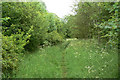 Path through the woods