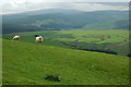 Slopes of Mynydd Dyrnol