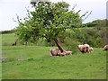 Ewes and lambs, Rodhuish