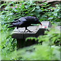 Carrion crow at a feeding station, Forest of Dean