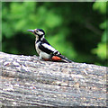 Female Great spotted woodpecker