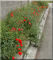 Wayside Poppies - Barrow Road