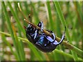 NS3779 : Dor Beetle (Geotrupes stercorarius) by Lairich Rig