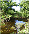 Pond at Moat Farm