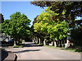 Maples in Broadsands Road