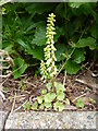 Navelwort or Wall Pennywort, Raddicombe Drive