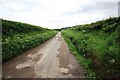 Bridleway to Errington Wood