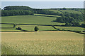 Yealmpton: wheat field