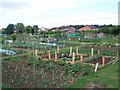 Romsey Town Council Allotments