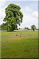SZ1596 : Field at Sopley Park by Peter Facey