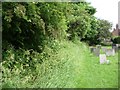 Churchyard hedgerow