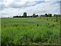 Field with fenced footpath