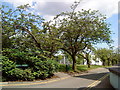 Cherry Trees on Cherry Tree Hill