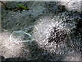 Fossils in old railway bridge