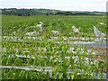 Maize between Robertill and Bengall