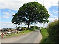 Farmyard and oak tree at Roberthill