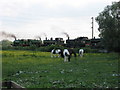 Field beside Swindon & Cricklade Railway