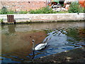 Swan on the Beeston Canal