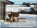 Donkeys in the snow