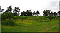 Orchard at Whitehouse Farm