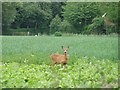 Roe Deer at Didlington