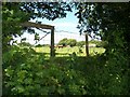 Cattle at Betws Bach