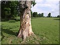 Dead tree, Montacute Park