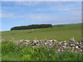 Grazing land near Swinnie Farm